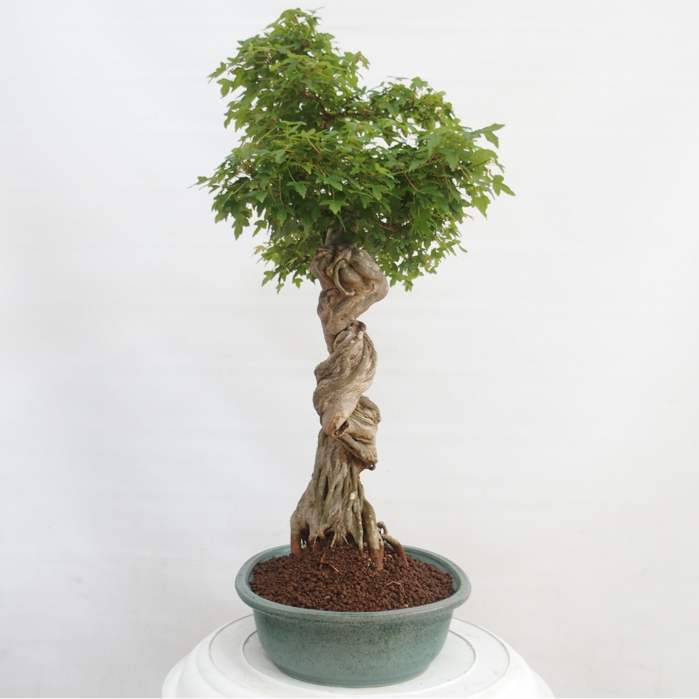 Outdoor bonsai - Maple Buergerianum - Burger Maple