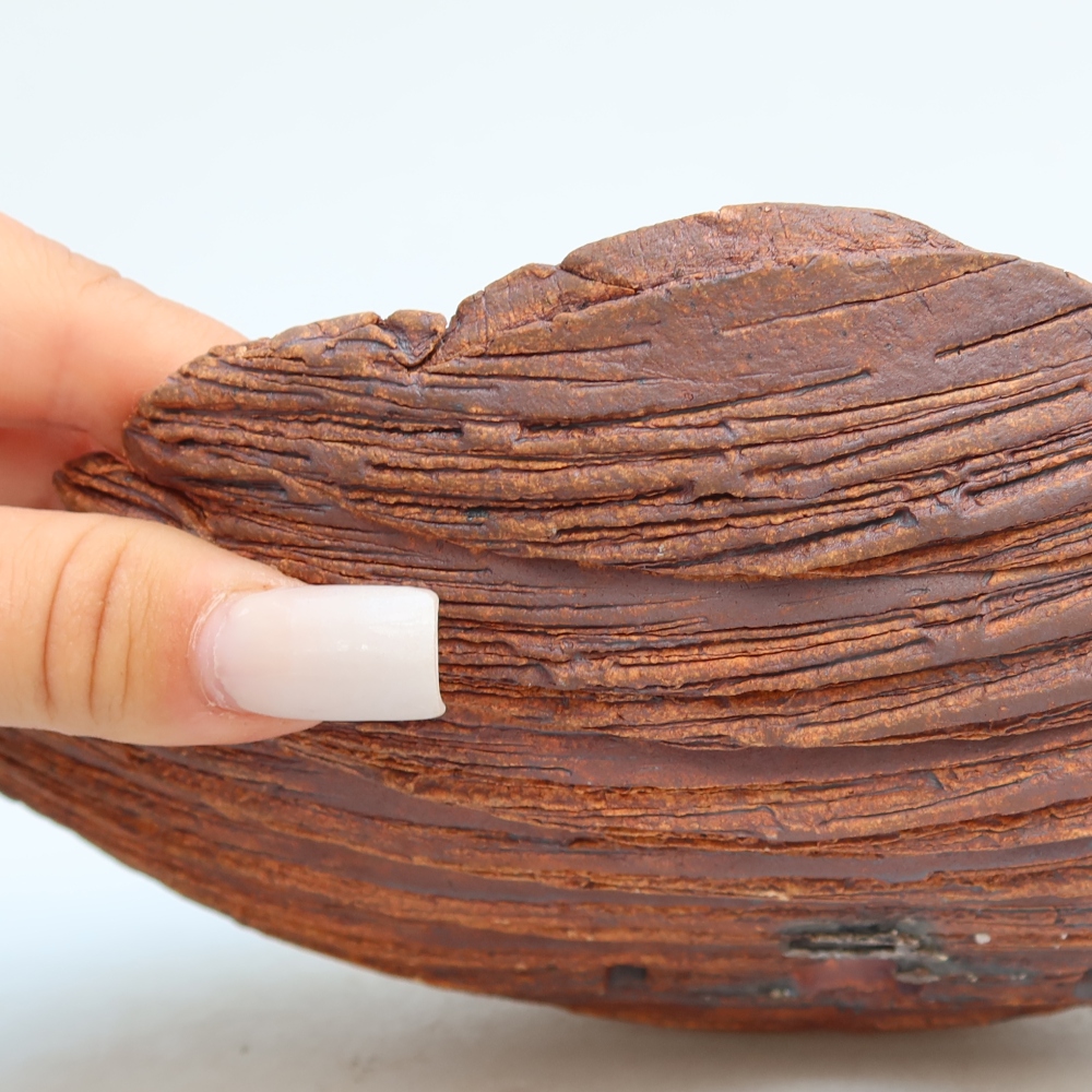 Ceramic Shell  24 x 17 x 6.5 cm, brown