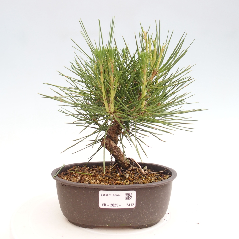 Outdoor bonsai - Pinus thunbergii - Thunbergia pine