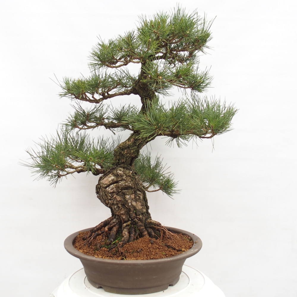 Outdoor bonsai - Pinus thunbergii - Thunberg pine