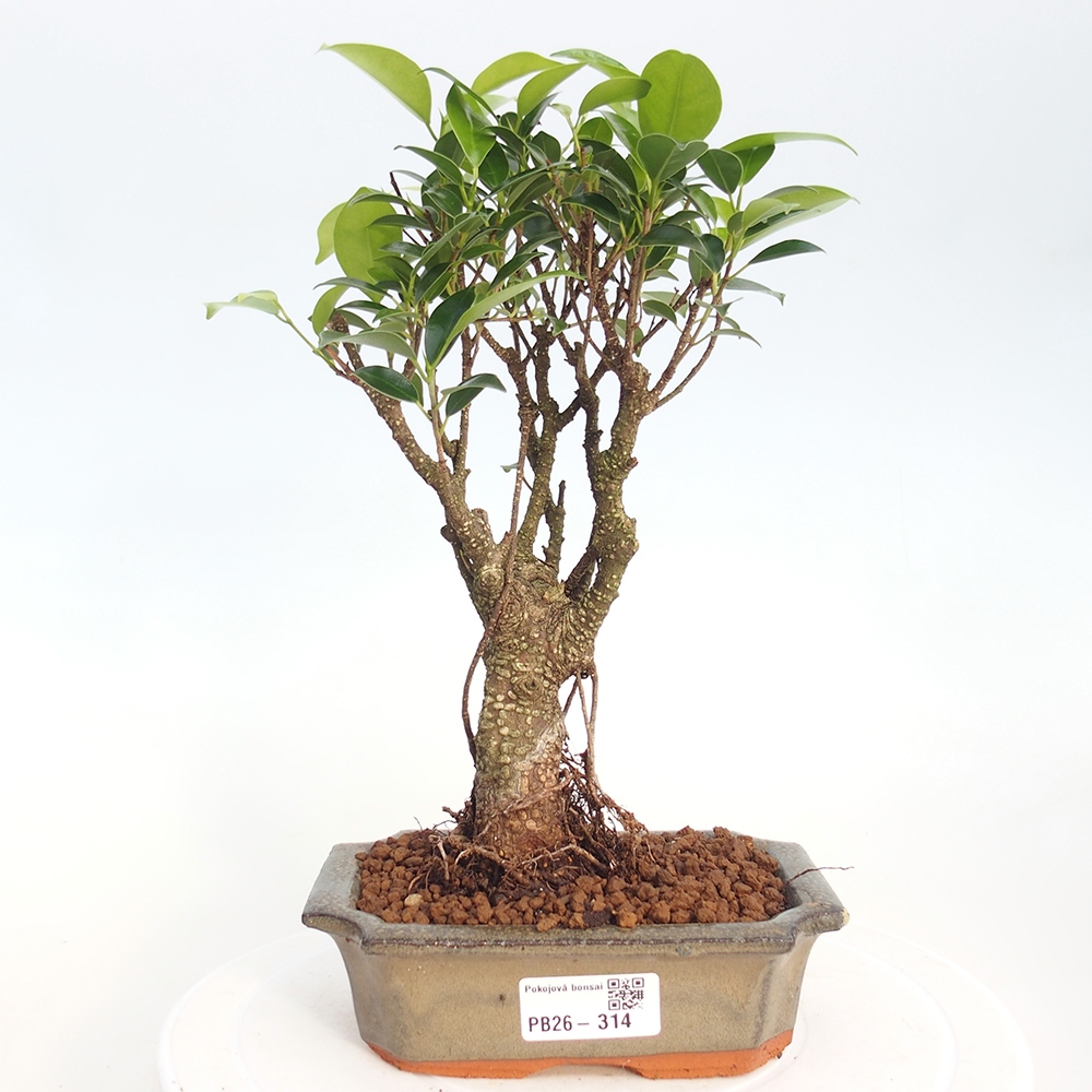 Room bonsai - Ficus retusa - small-leaved ficus
