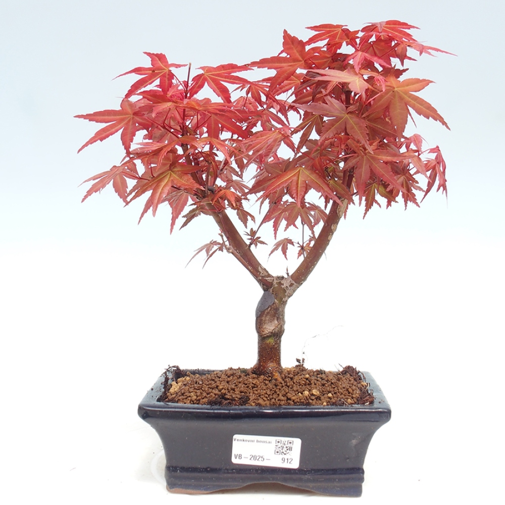Outdoor bonsai - dlanitolistý Maple - Acer palmatum DESHOJO