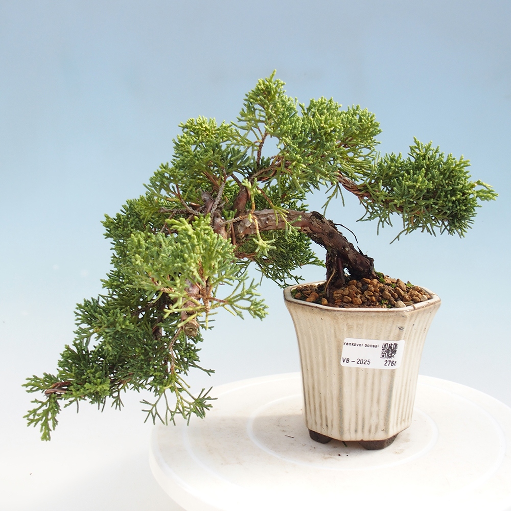 Outdoor bonsai - Juniperus chinensis Kishu - Chinese Juniper