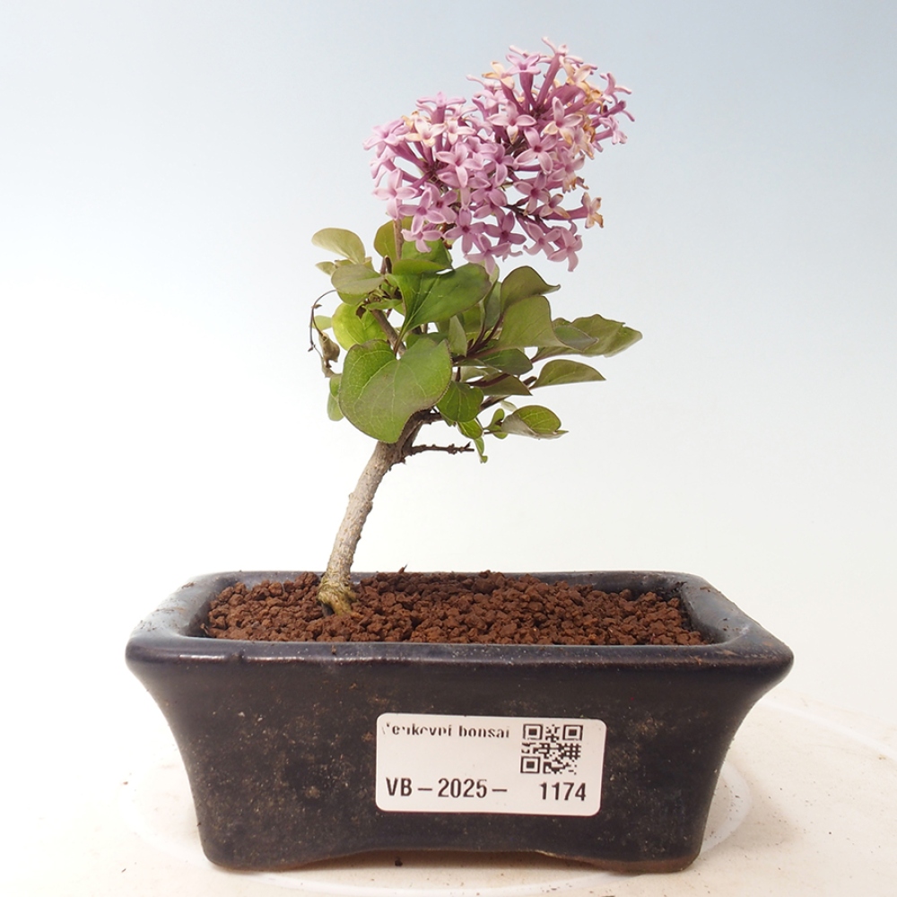 Outdoor bonsai - Syringa Meyeri Palibin - Meyer's Lilac