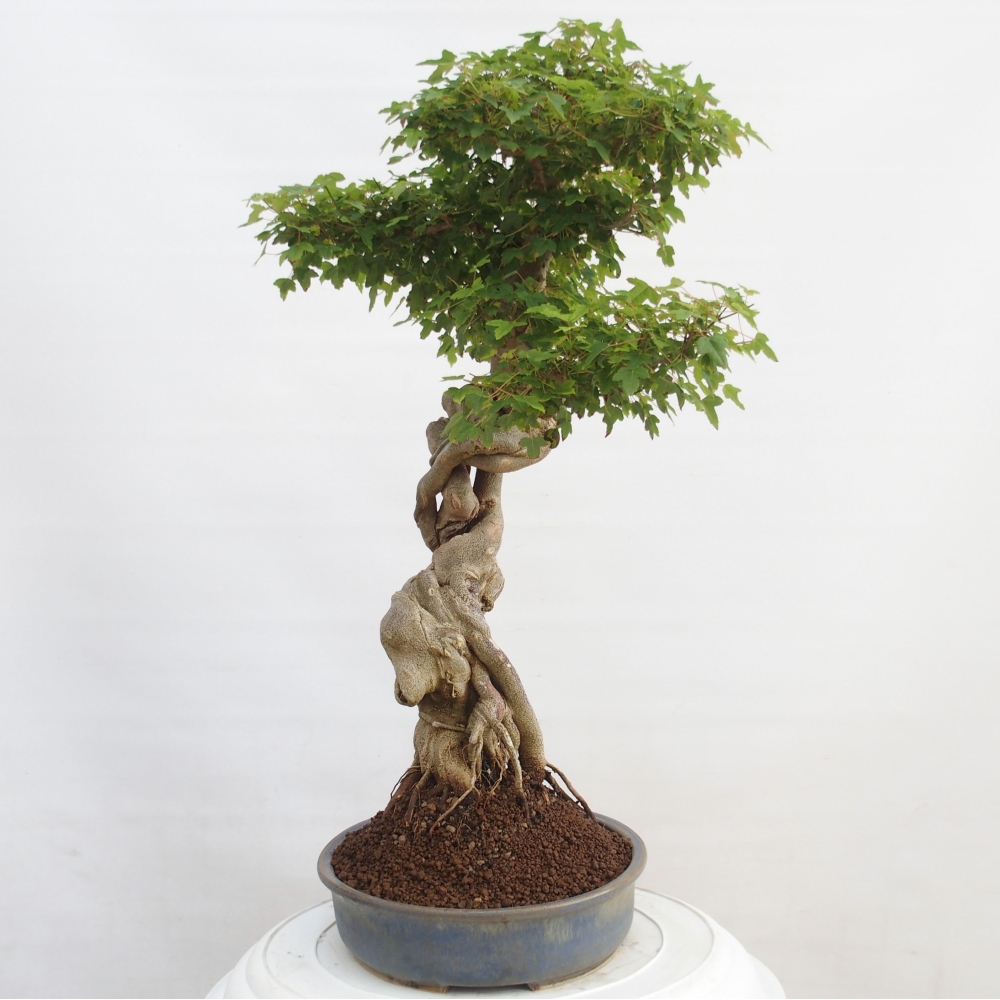 Outdoor bonsai - Maple Buergerianum - Burger Maple