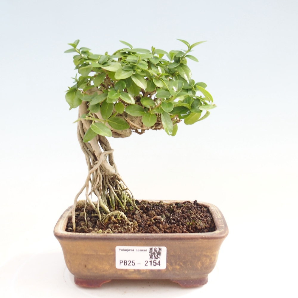 Indoor bonsai - Premna serratifolia - Kozlovon small-leaved