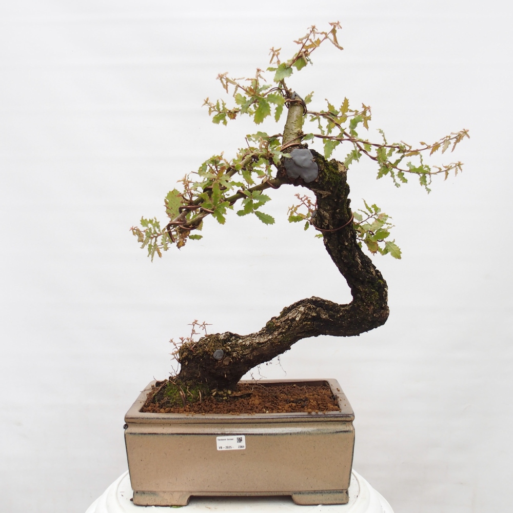 Yamadori - Quercus Ilex - Oak holly