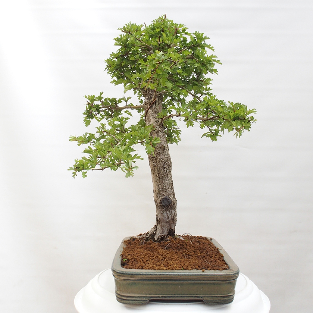 Outdoor bonsai - Hawthorn - Crataegus monogyna