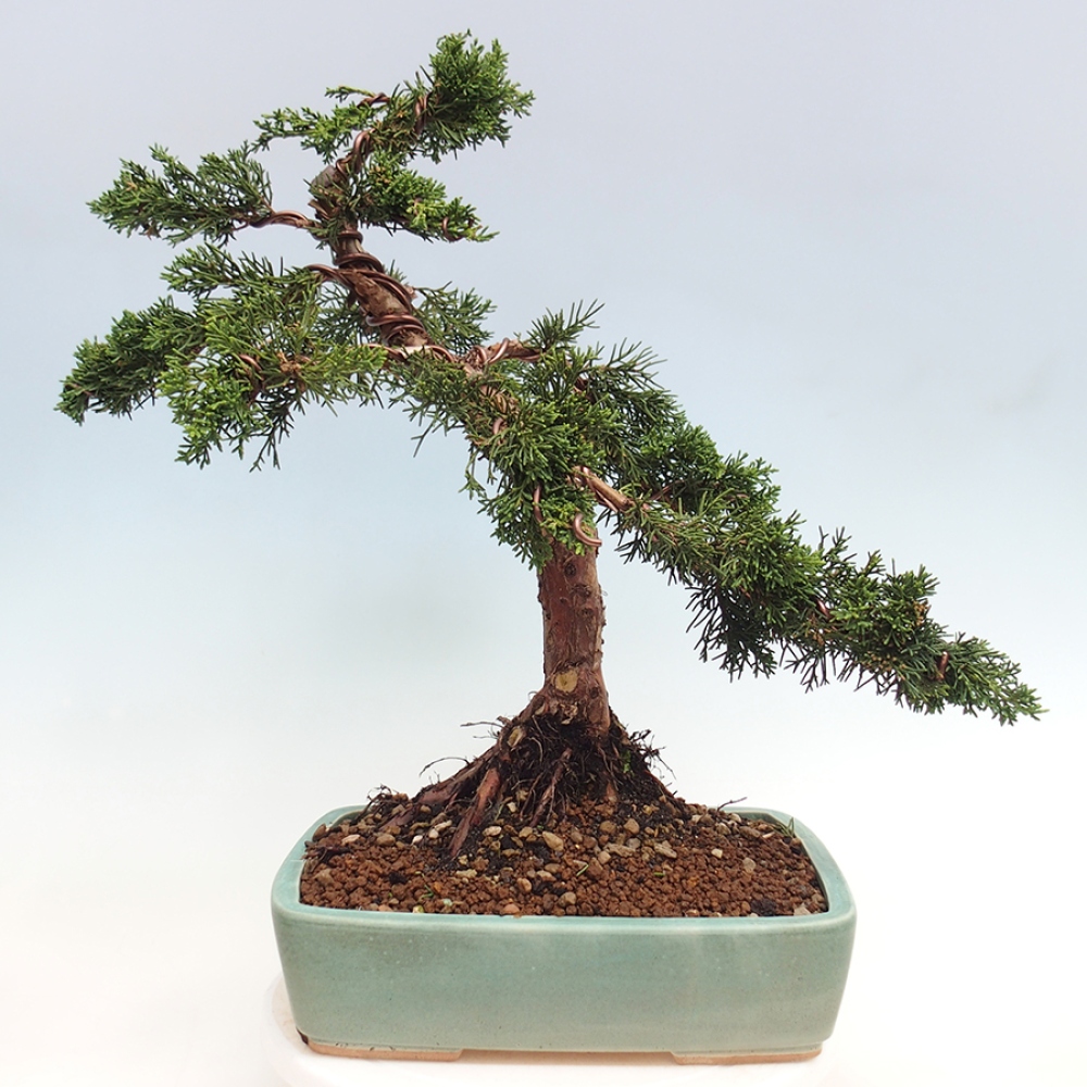 Outdoor bonsai - Juniperus chinensis Kishu - Chinese juniper