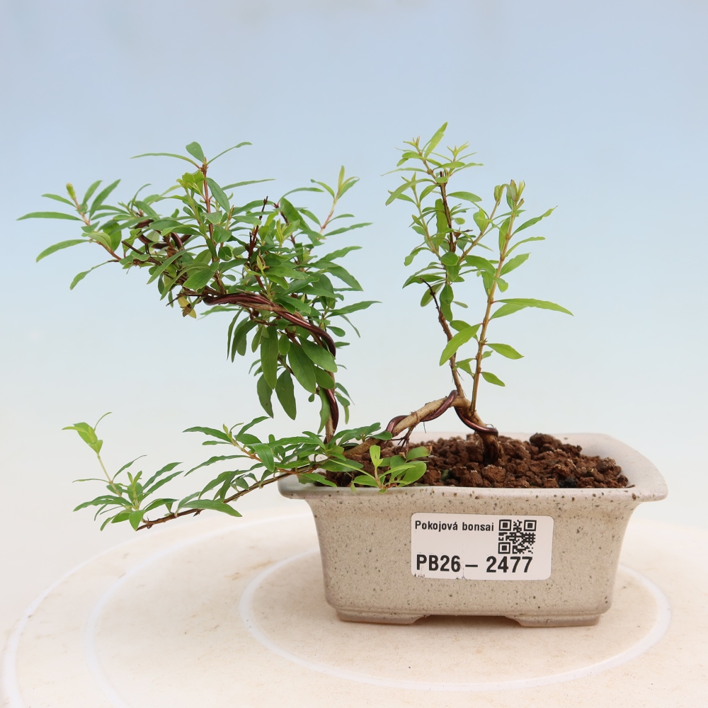 Room bonsai-PUNICA granatum nana-Granate apple