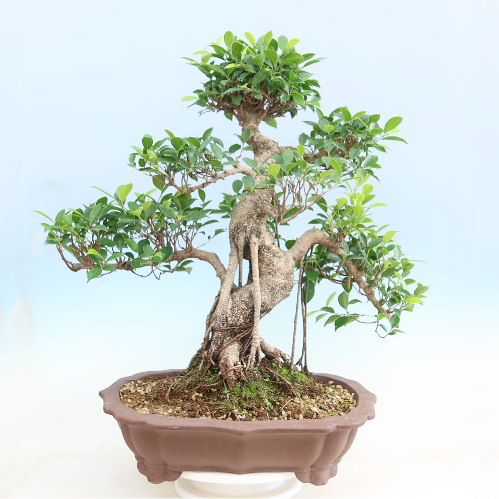 Room bonsai - Ficus kimmen - small-leaved ficus