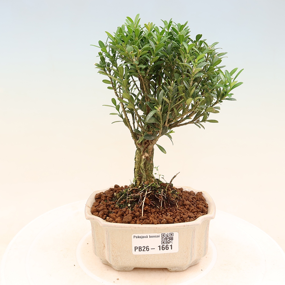 Room bonsai - Buxus harlandii - cork buxus