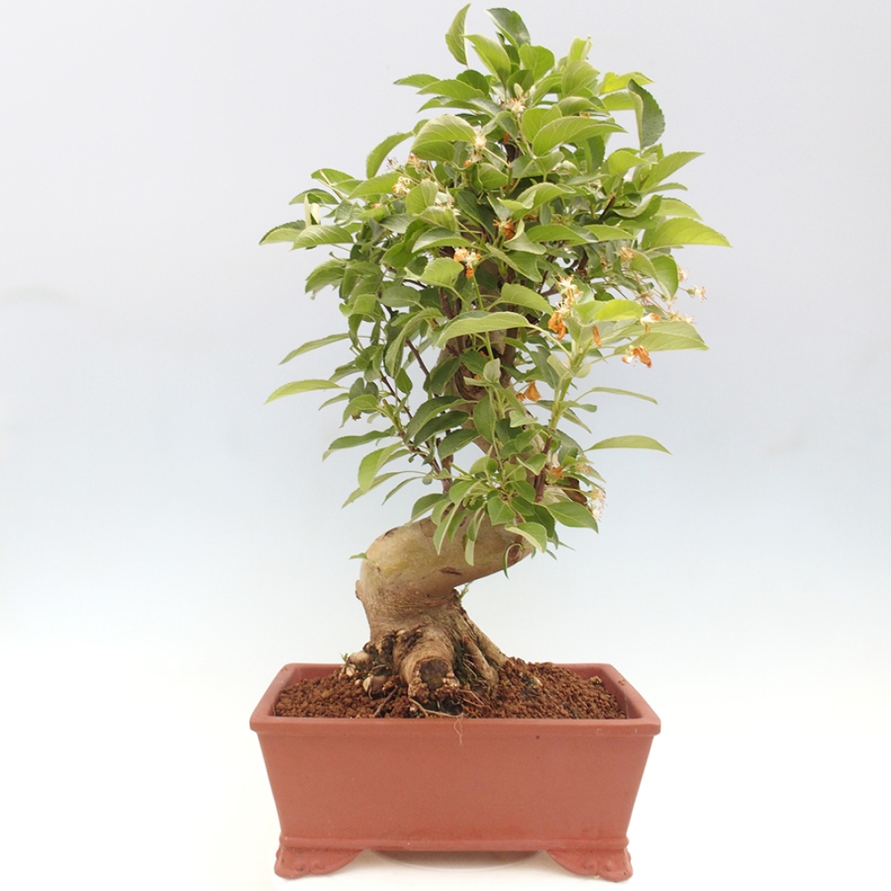 Outdoor bonsai - Malus halliana - Small-fruited apple tree