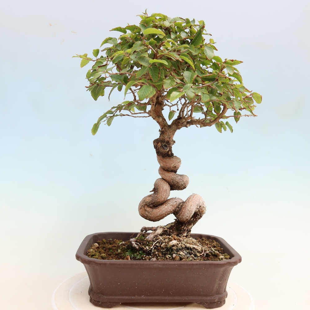 Outdoor bonsai -Carpinus CARPINOIDES - Korean Hornbeam