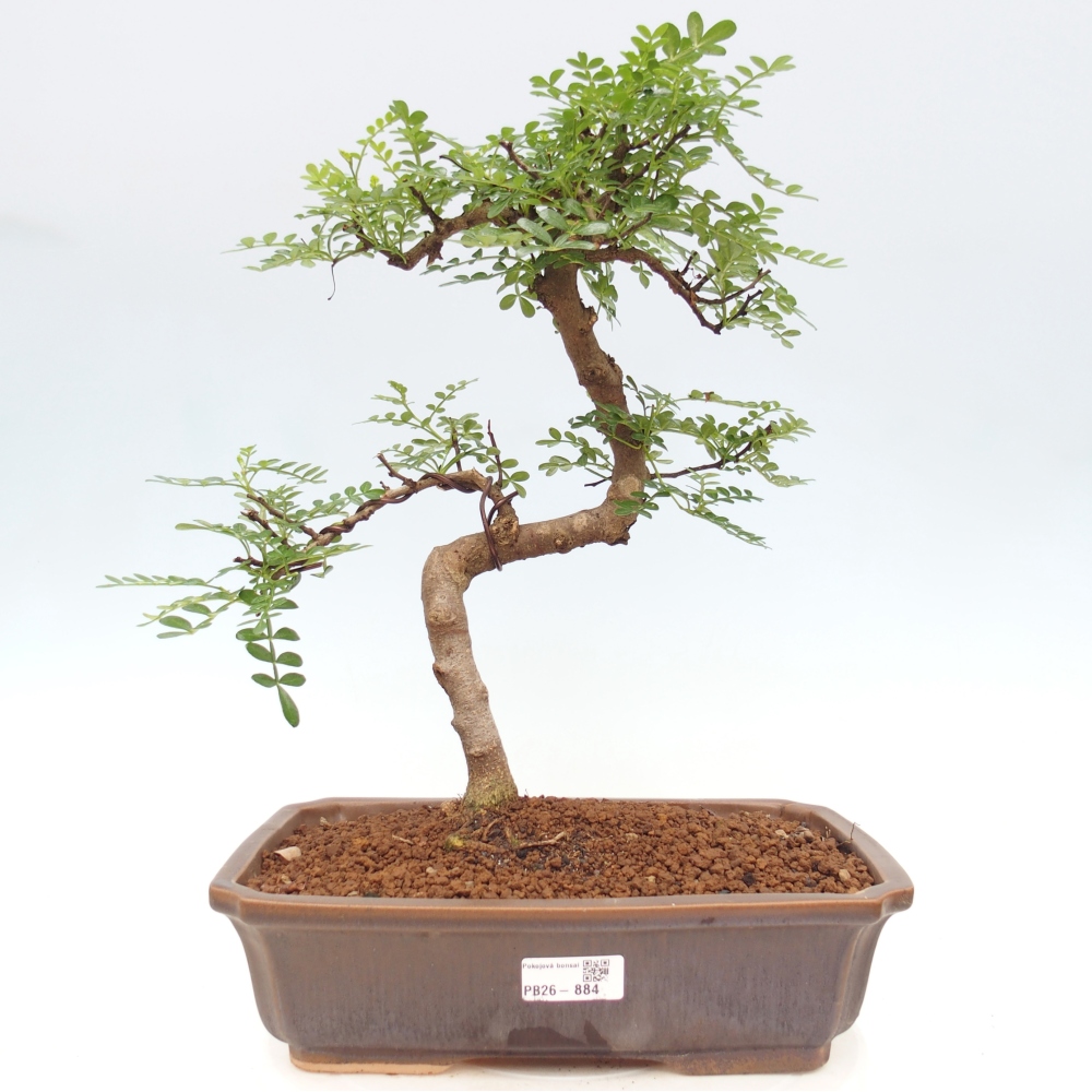 Room bonsai - Zantoxylum piperitum - pepper tree
