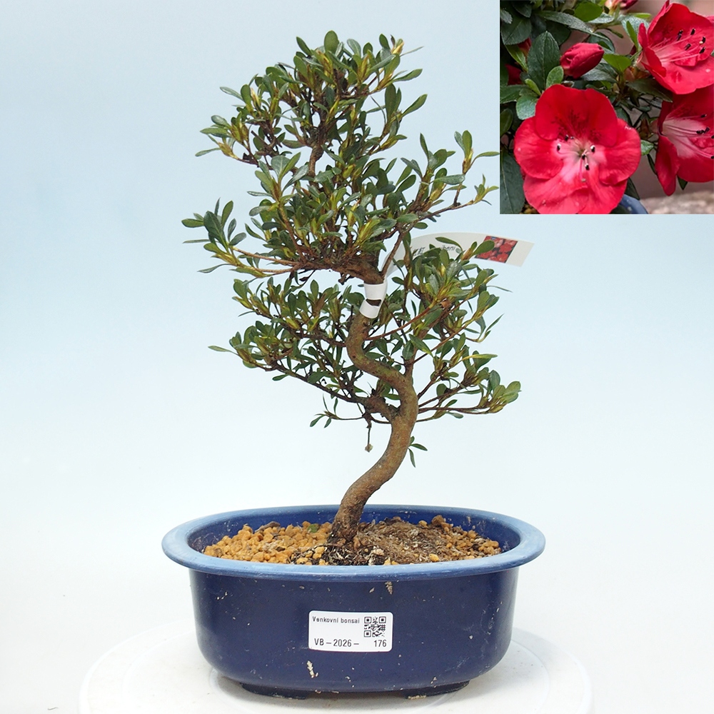 Outdoor bonsai - Japanese Azalea - Azalea Benibeni