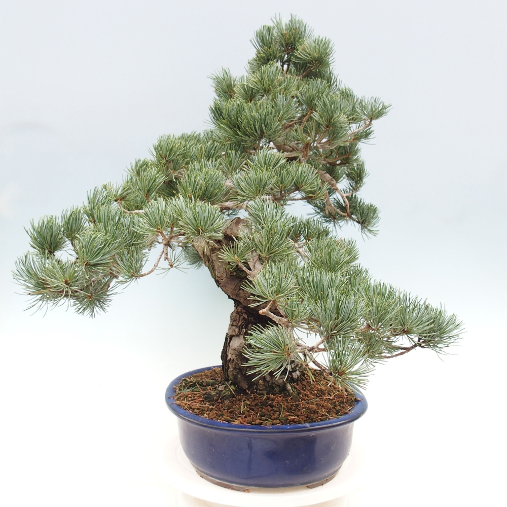 Outdoor bonsai - Pinus parviflora - Small pine tree