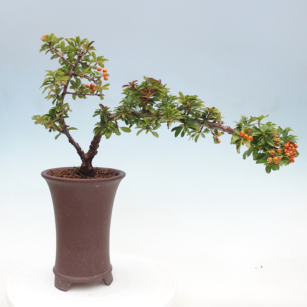 Outdoor bonsai-Pyracantha Teton -Hlox