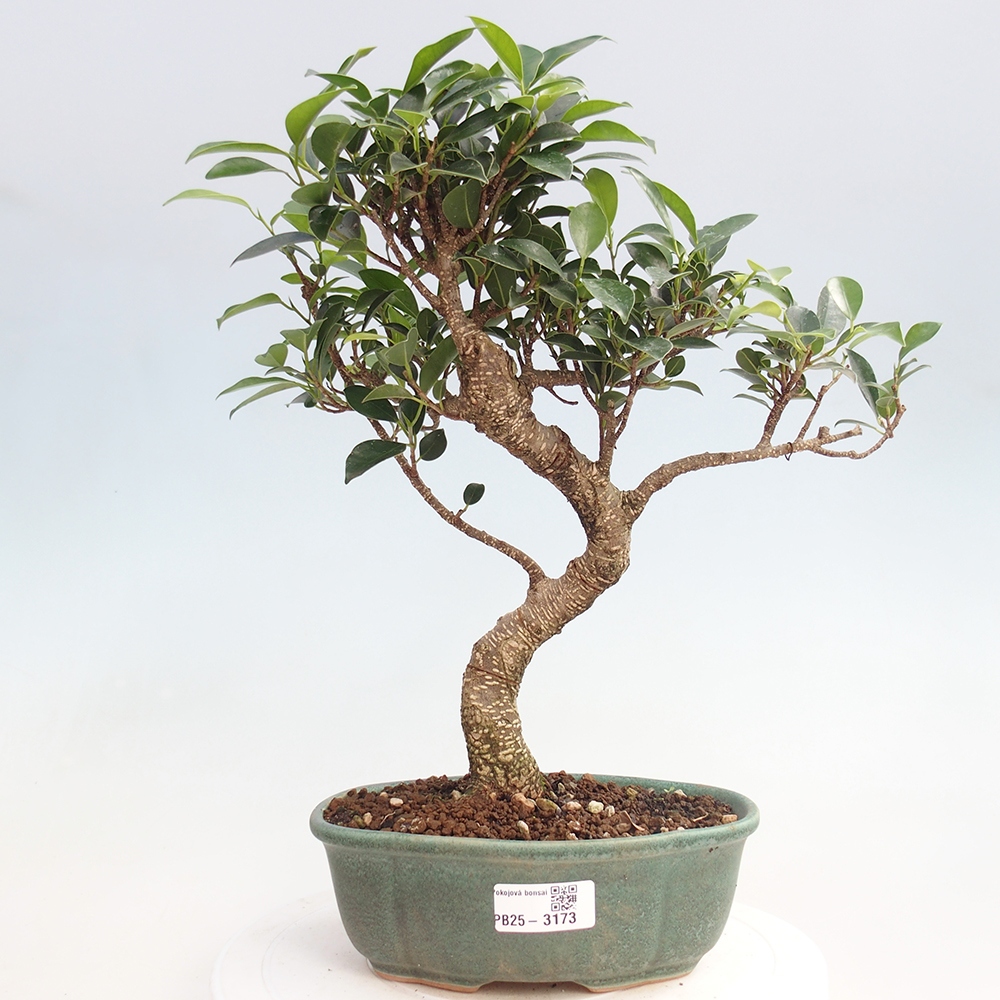 Indoor bonsai - Ficus retusa - small ficus