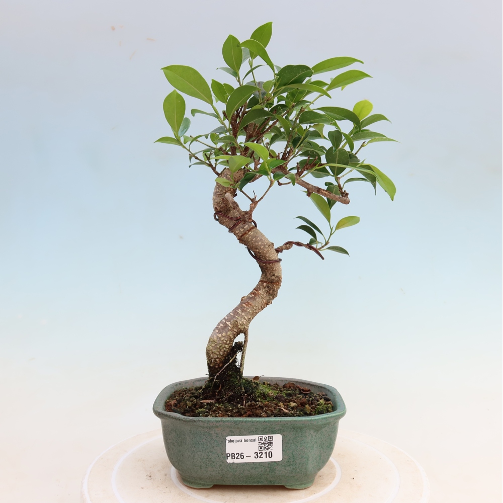 Room bonsai - Ficus kimmen - small-leaved ficus