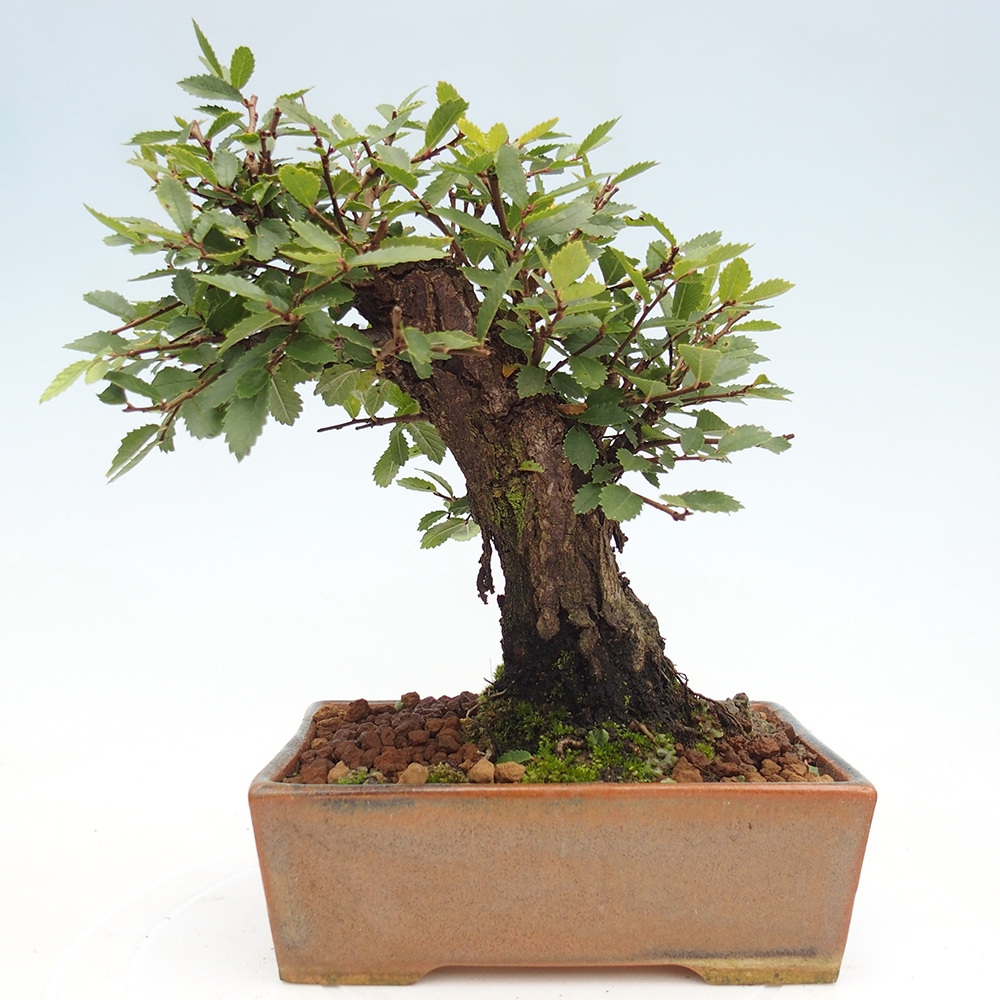 Outdoor bonsai - Zelkova - Zelkova NIRE