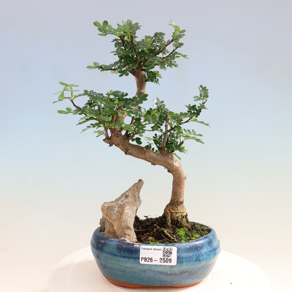 Room bonsai - Zantoxylum piperitum - pepper tree