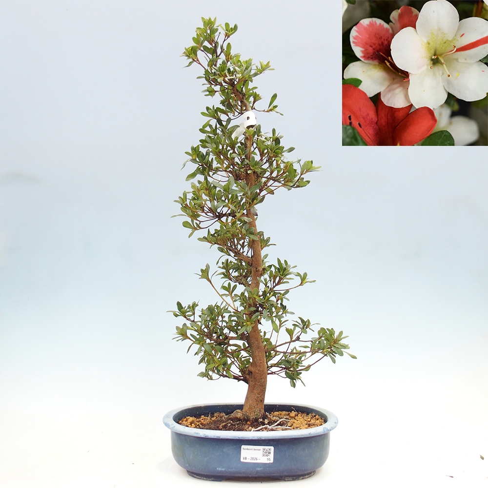 Outdoor bonsai - Japanese azalea - Azalea Karenai-no-tenshi