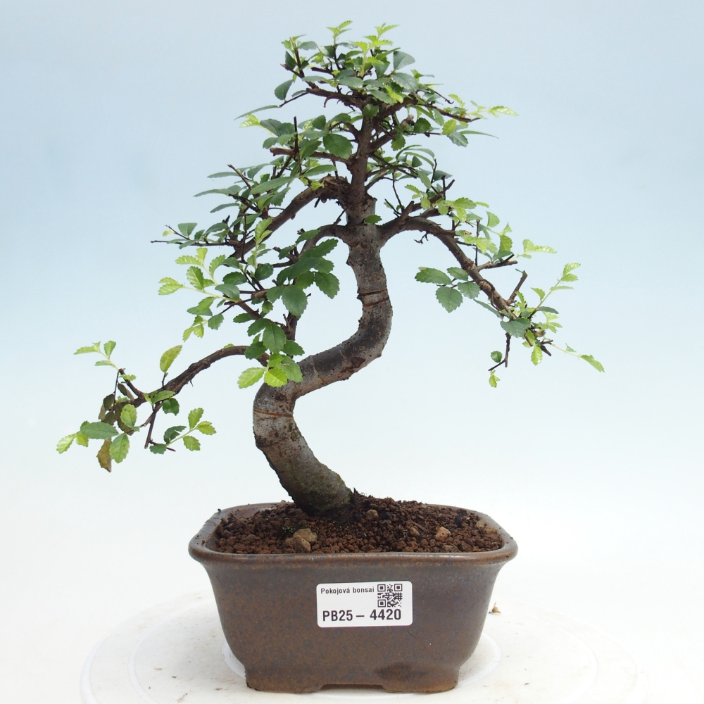 Room bonsai - Ulmus parvifolia - Small-leaved elm