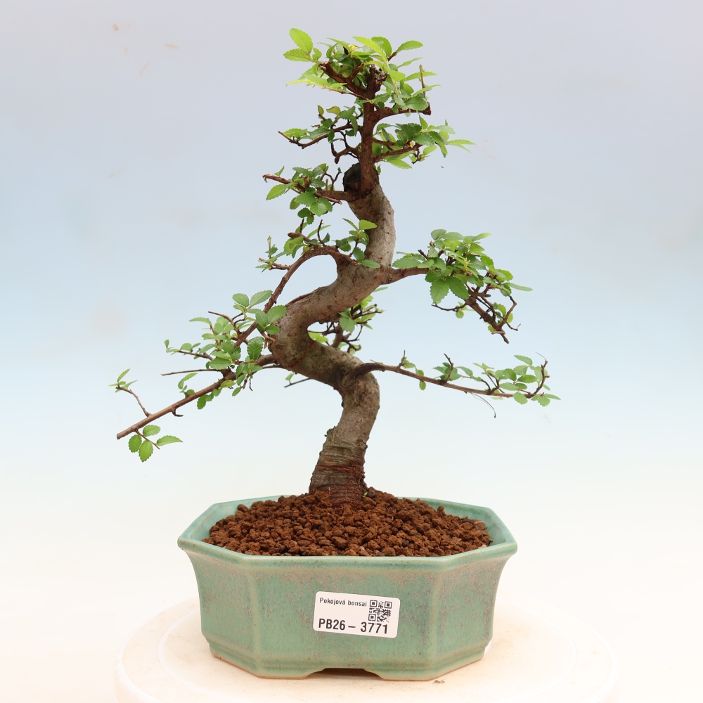 Room bonsai - Ulmus parvifolia - Small-leaved elm
