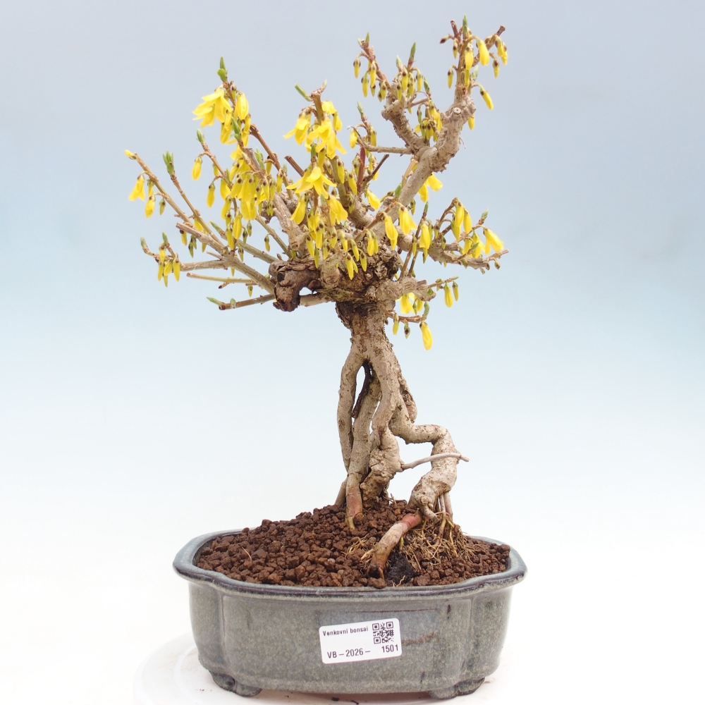 Outdoor bonsai - Zlatice - Forsythia koreana