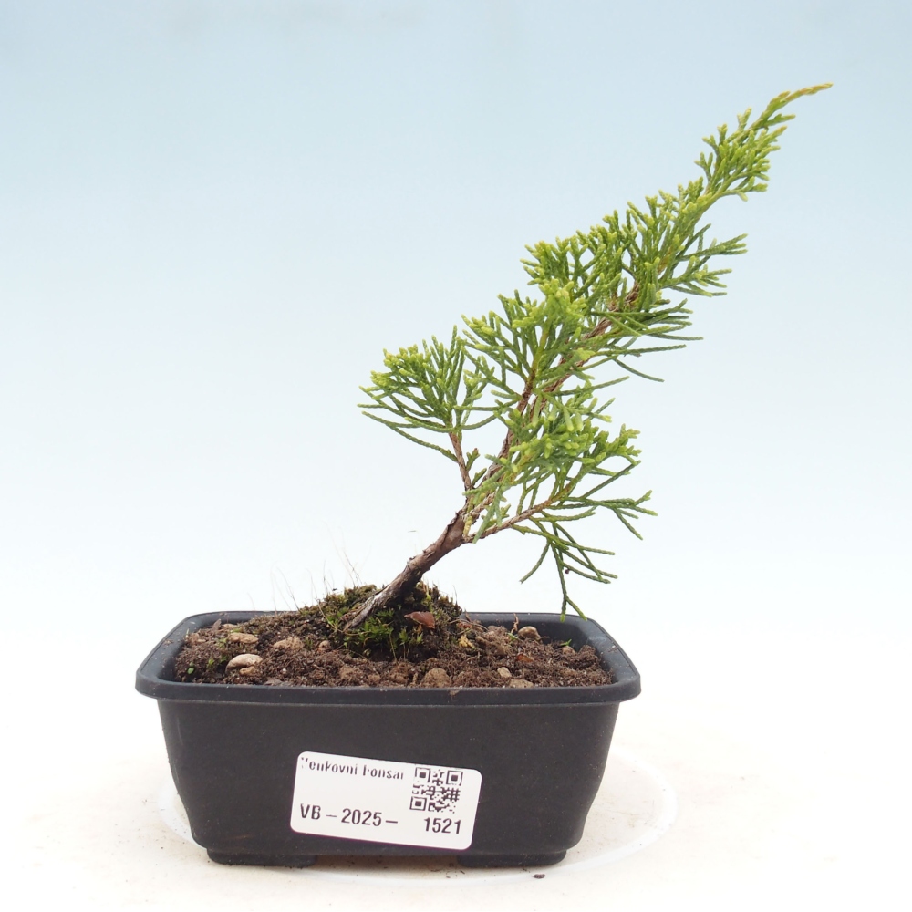Outdoor bonsai - Juniperus chinensis Itoigawa - Chinese juniper