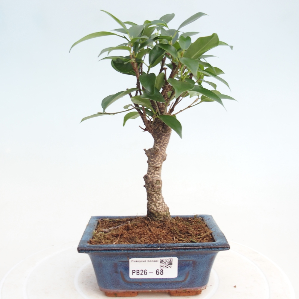 Room bonsai Ficus retusa kimmen