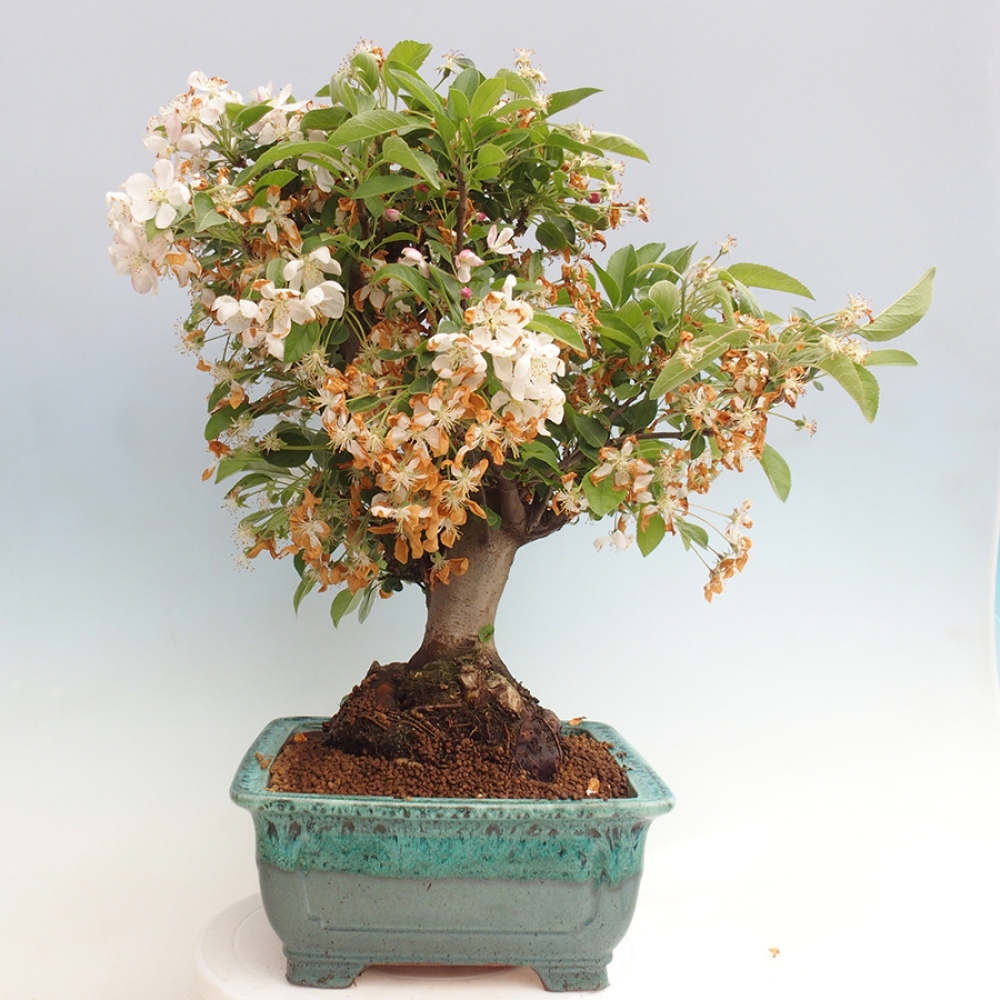 Outdoor bonsai - Malus halliana - Small-fruited apple tree