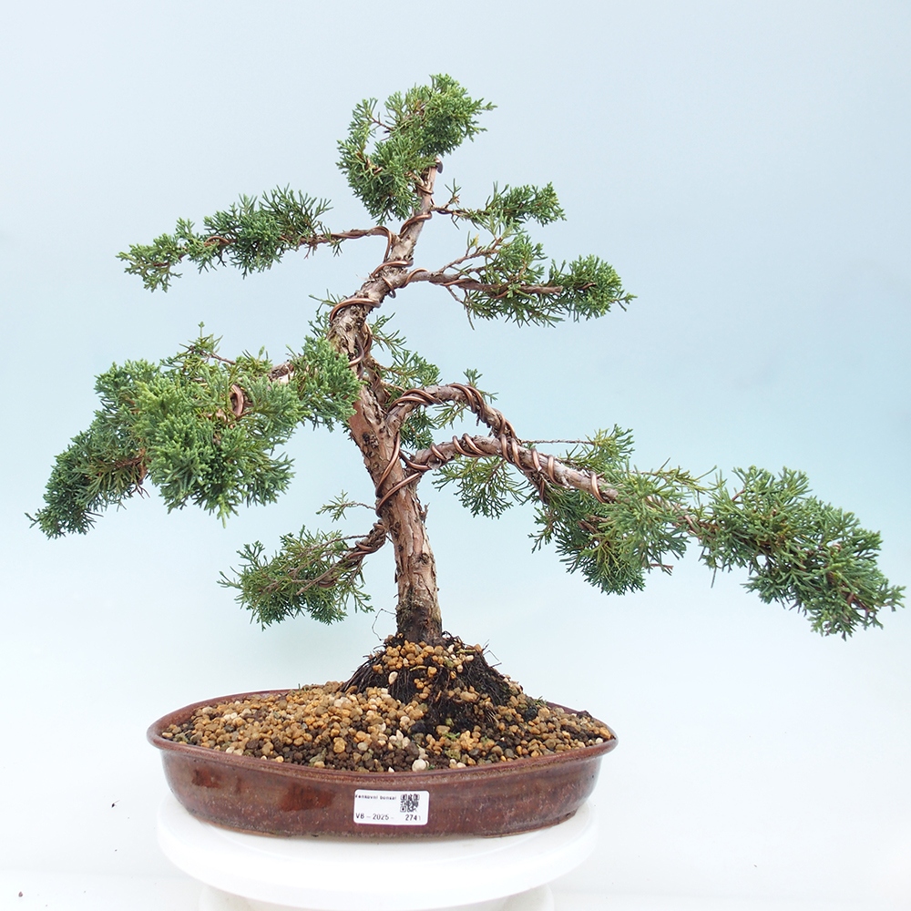 Outdoor bonsai - Juniperus chinensis Kishu - Chinese juniper