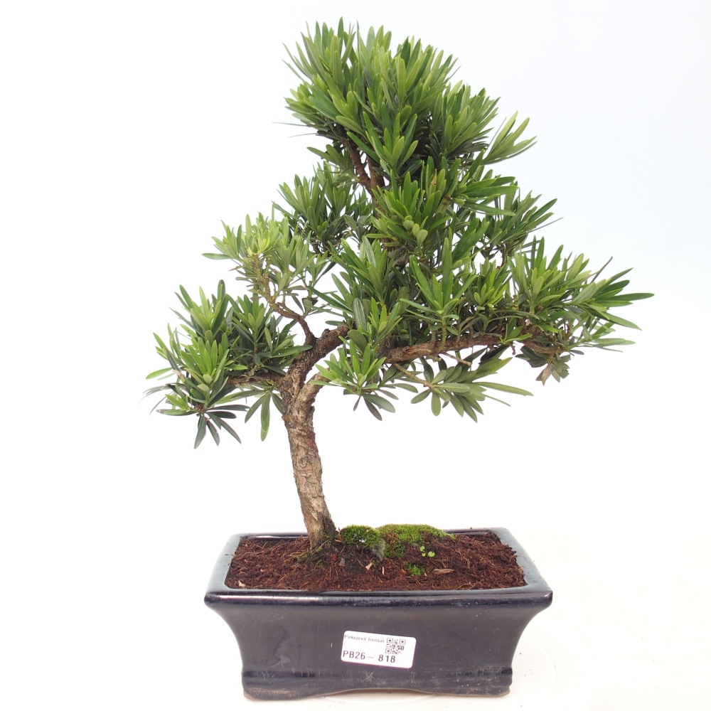 Room bonsai - Podocarpus - Stone Yew