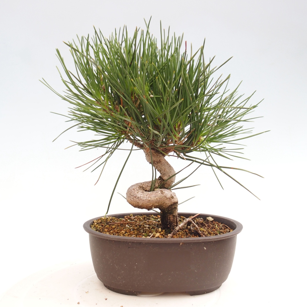 Outdoor bonsai - Pinus thunbergii - Thunbergia pine