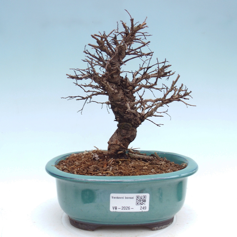 Outdoor bonsai - Zelkova - Zelkova NIRE