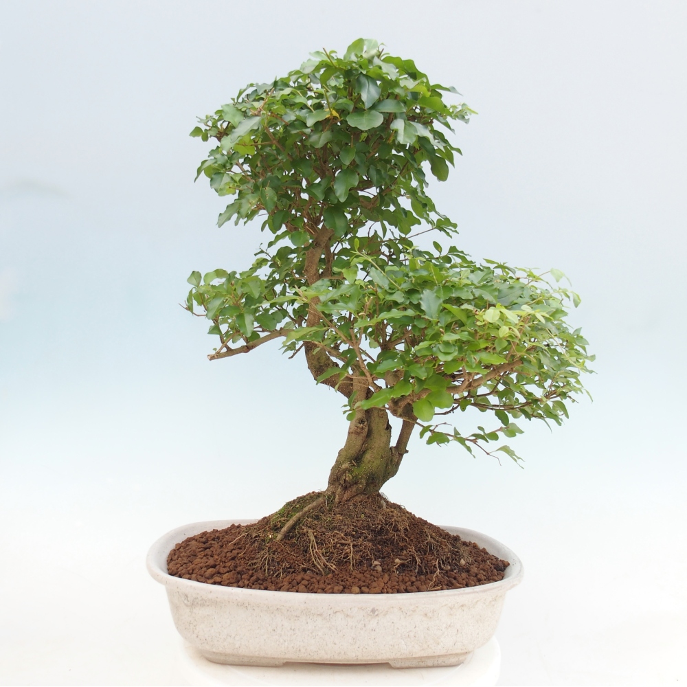 Room bonsai -Ligustrum chinensis - Birds Beak