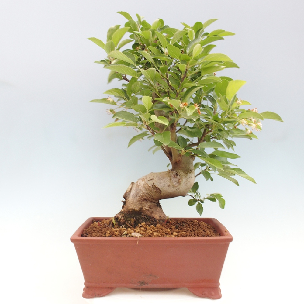 Outdoor bonsai - Malus halliana - Small-fruited apple tree