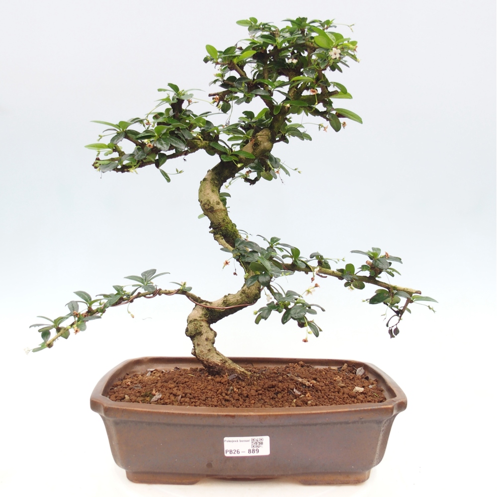 Room bonsai - Carmona macrophylla - Tea fuki