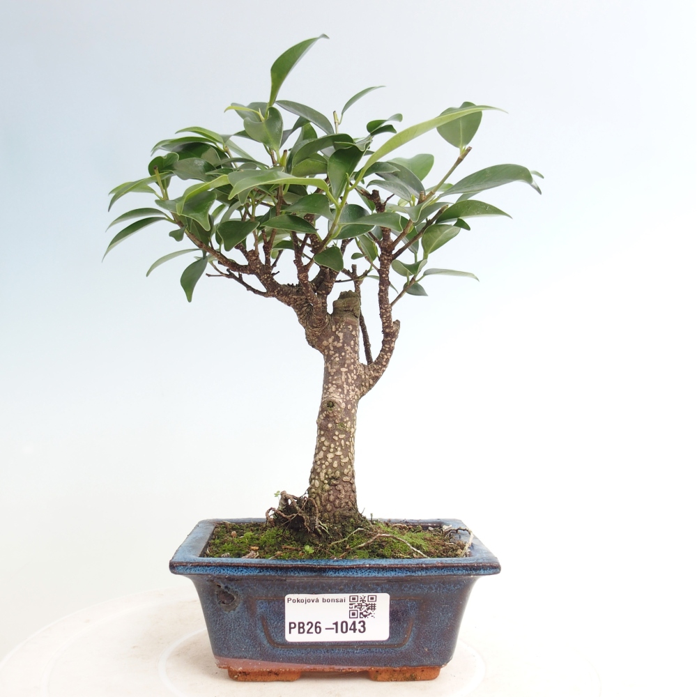 Room bonsai Ficus retusa kimmen