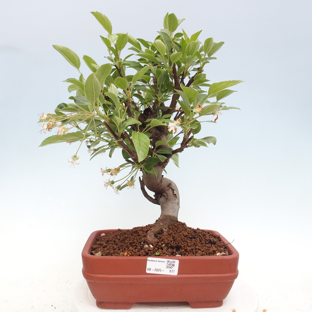 Outdoor bonsai - Malus halliana - Small-fruited apple tree