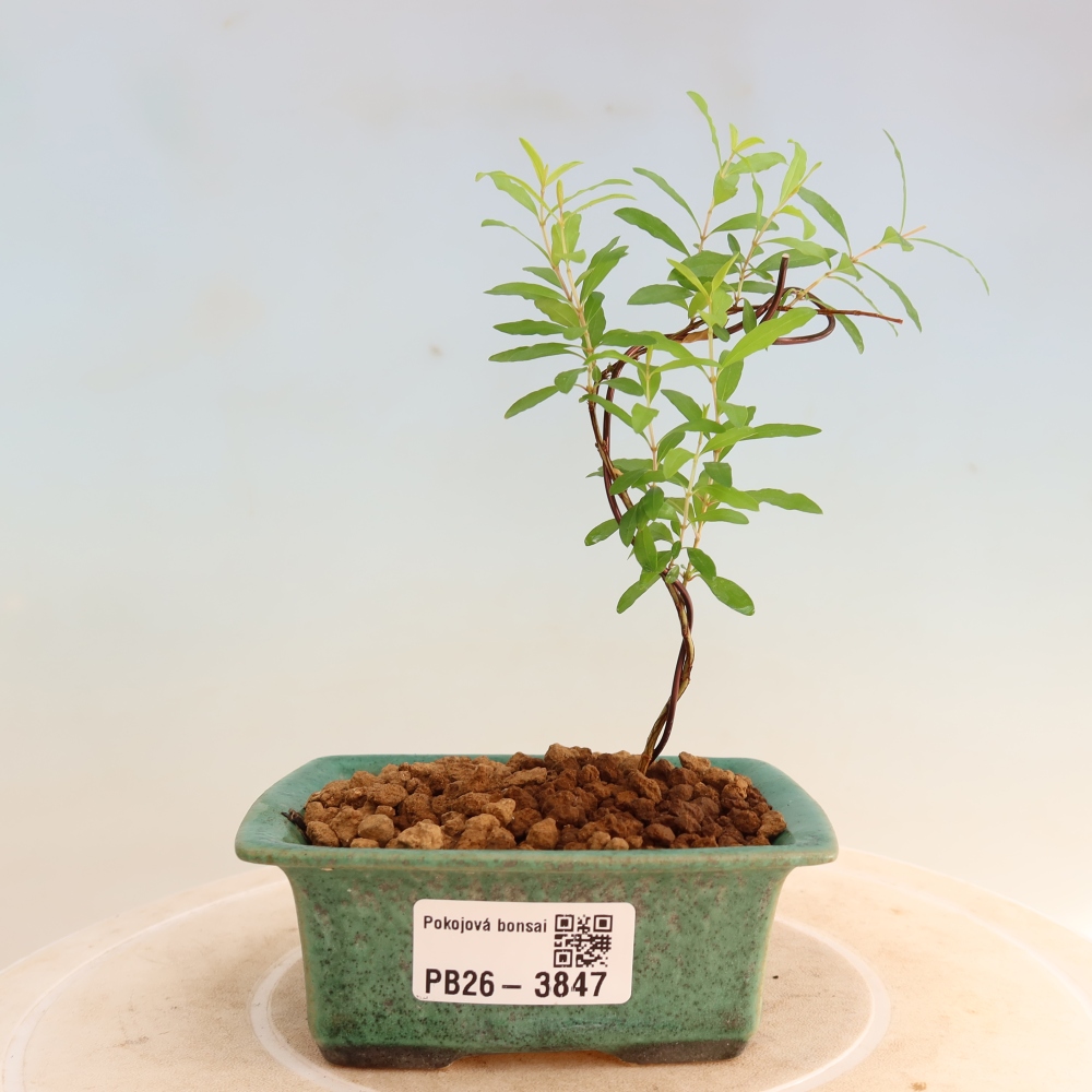 Room bonsai-PUNICA granatum nana-Granate apple
