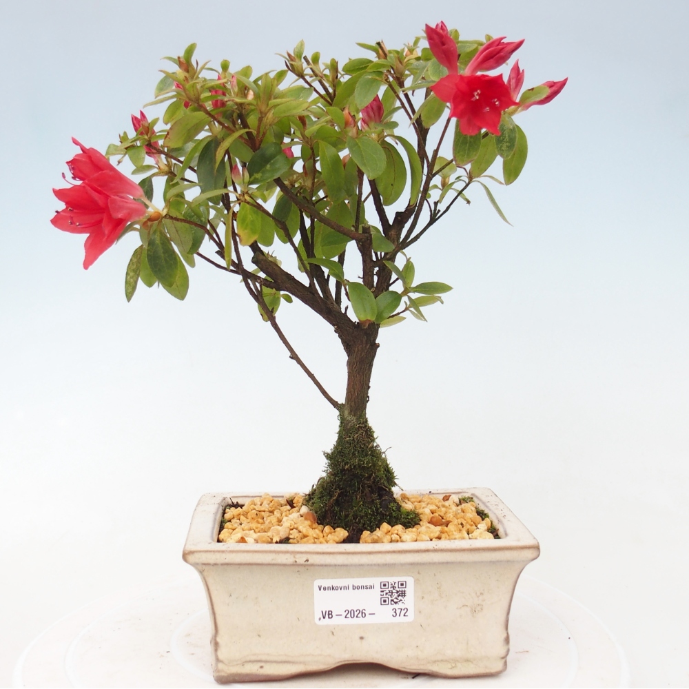 Outdoor bonsai - Japanese azalea - Azalea sp.