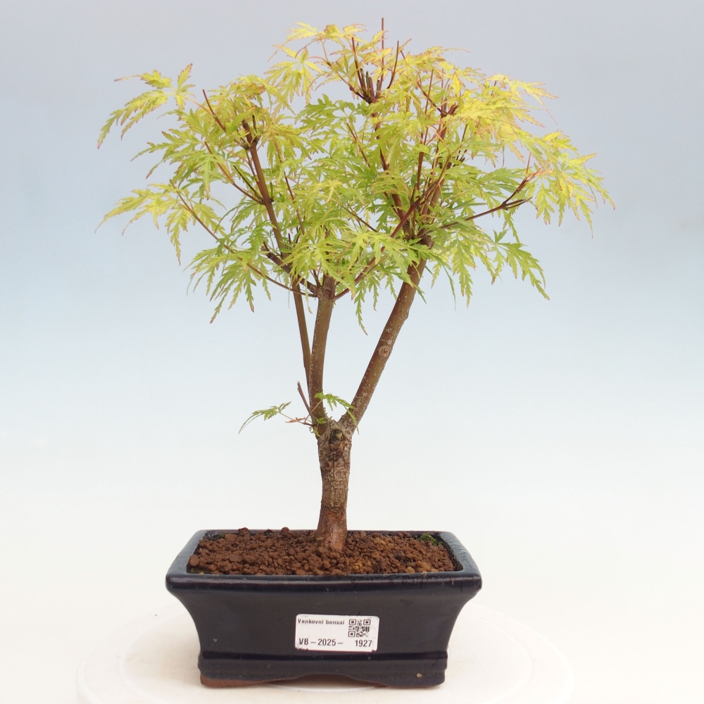 Outdoor bonsai - Acer palmatum Dissectum - Japanese Maple 