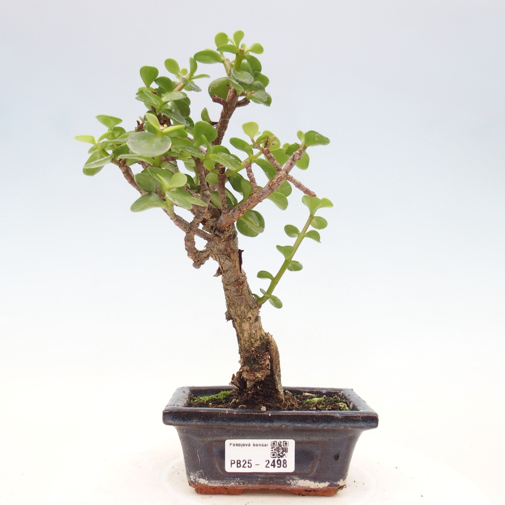 Indoor bonsai - Portulakaria Afra - Tlustice