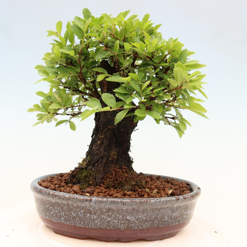 Outdoor bonsai - Zelkova - Zelkova NIRE