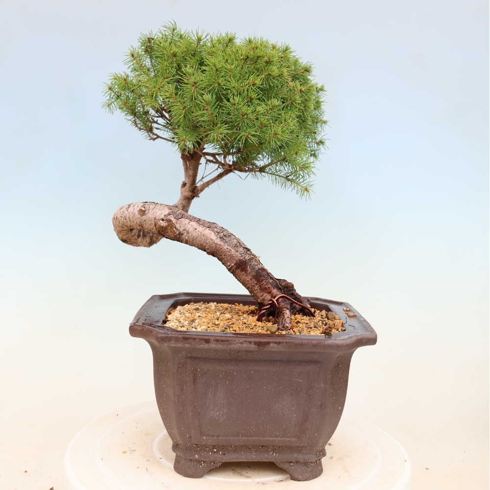 Outdoor bonsai - Spruce - Picea glauca globe