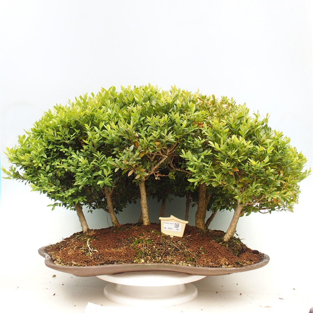 Outdoor bonsai - Buxus sempervirens - boxwood