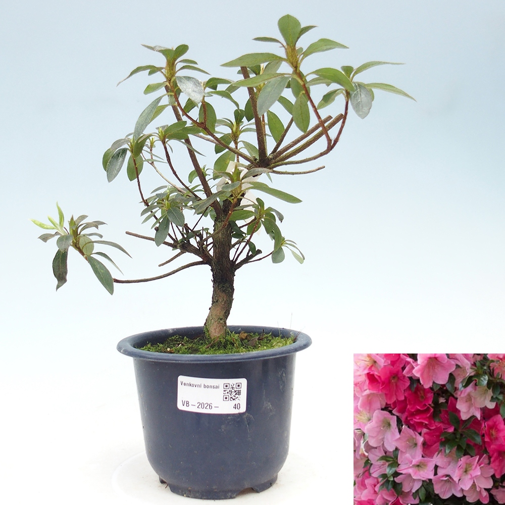 Outdoor bonsai - Japanese Azalea - Azalea Saien